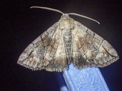 Dysbatus stenodesma