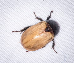 Cyclocephala melanocephala