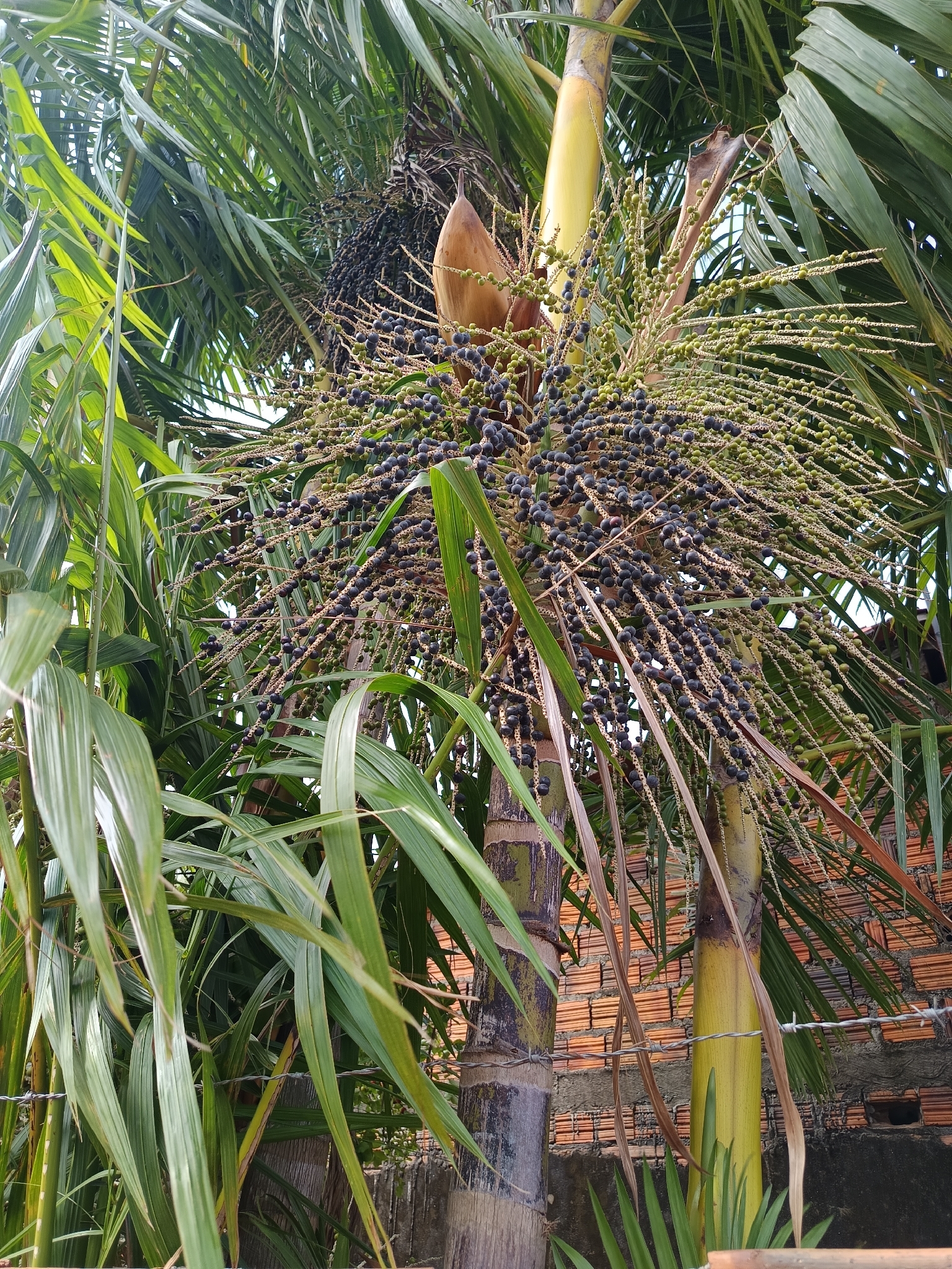 Euterpe oleracea