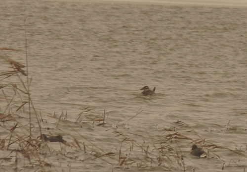 White-headed Duck (Oxyura leucocephala), photo 2