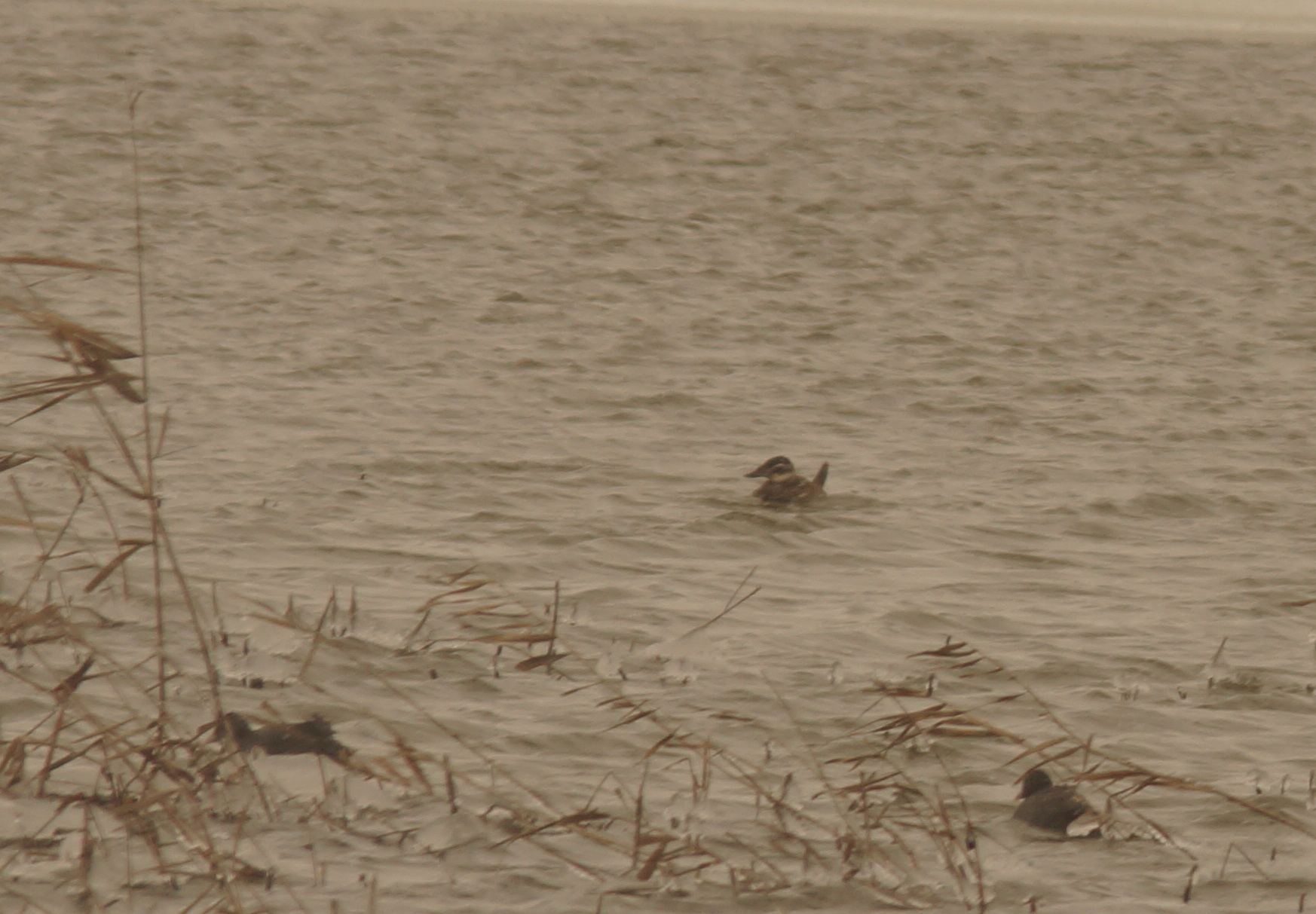 White-headed Duck (Oxyura leucocephala), photo 2
