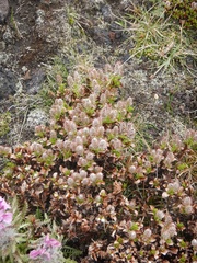 Salix tschuktschorum