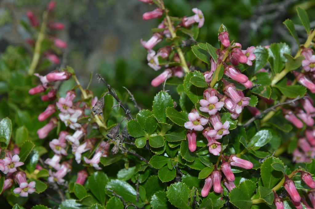 Escallonia