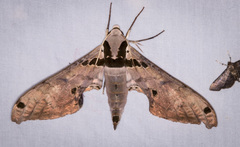 Adhemarius gannascus