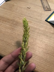 Castilleja flava flava