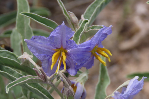 silverleaf nightshade