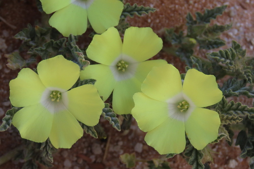 Neuradopsis austroafricana