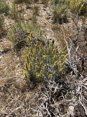 Castilleja flava flava
