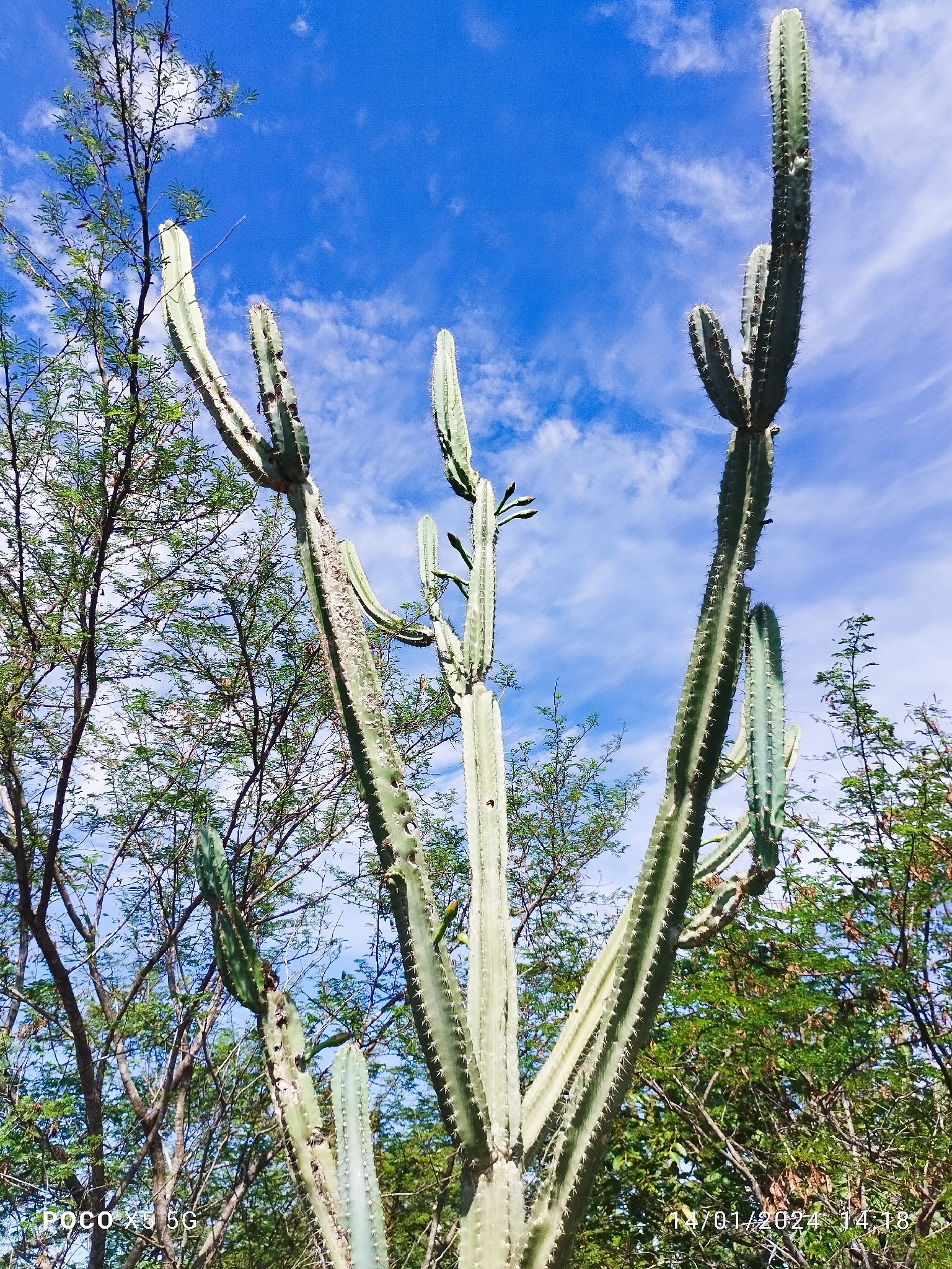 Cereus jamacaru
