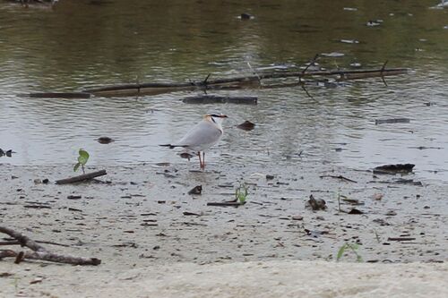 Grey Pratincole (Glareola cinerea), photo 6