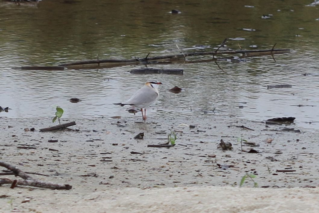 Grey Pratincole (Glareola cinerea), photo 2