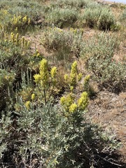Castilleja flava flava
