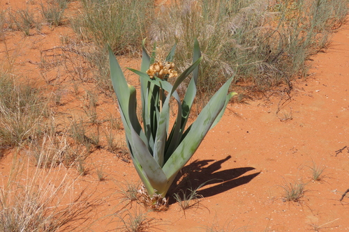 Pseudogaltonia clavata, photograph 3