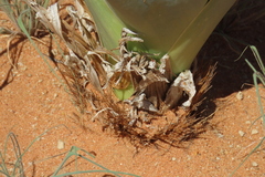 Pseudogaltonia clavata, photograph author not stated, no rights reserved