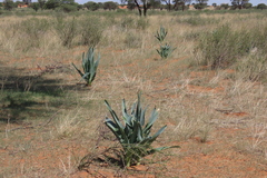 Pseudogaltonia clavata, photograph author not stated, no rights reserved
