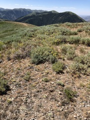 Castilleja flava flava