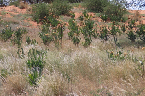 Namibian Slangkop (Pseudogaltonia clavata)