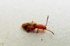 Cryptamorpha desjardinsi