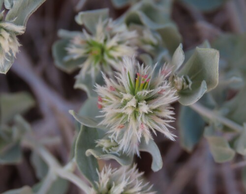 Leucosphaera bainesii