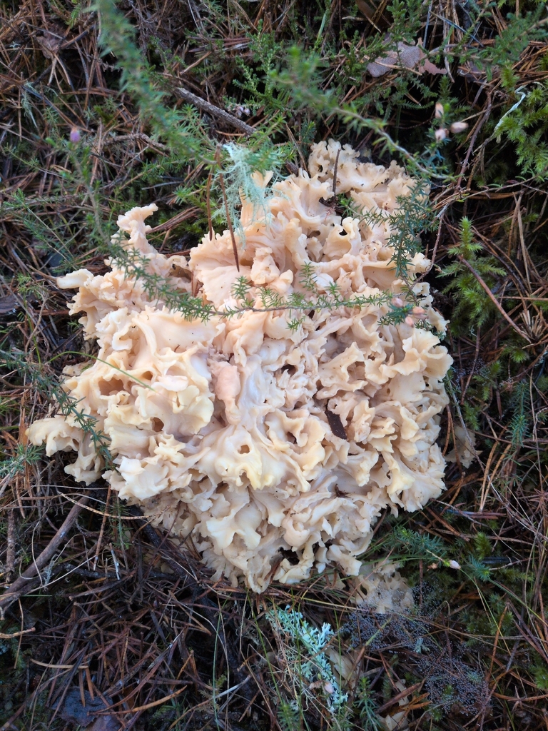 Sparassis crispa · December 2025 · photo: © allan24714 (iNaturalist, cc0)