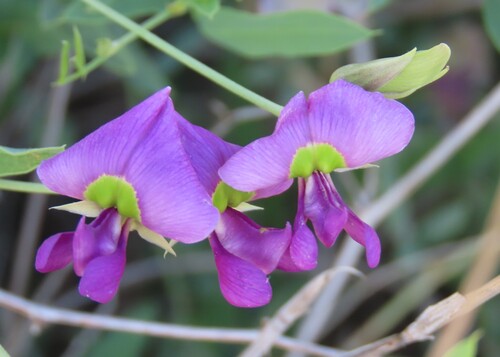 Purple Desert Bean