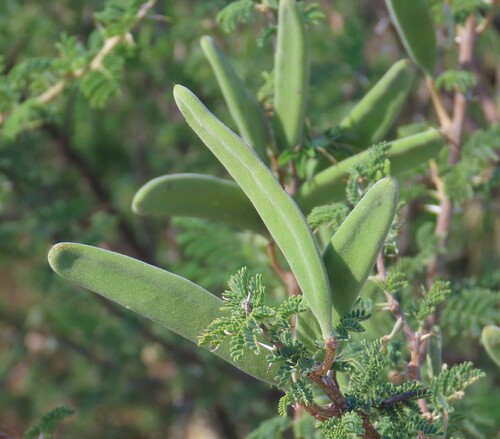 candlepod thorn