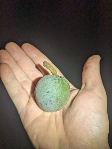 Elaeocarpus bancroftii, photograph 6