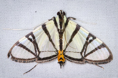 Conchylodes nolckenialis