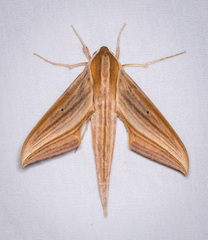 Xylophanes tersa