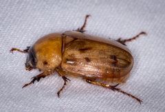 Cyclocephala lunulata