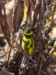 Naupactus sulphurifer