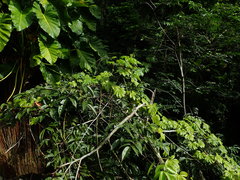 Passiflora serratodigitata