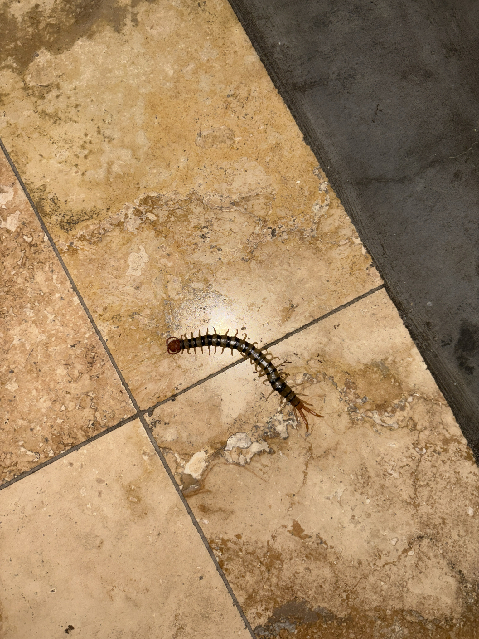 Scolopendra morsitans Linnaeus, 1758