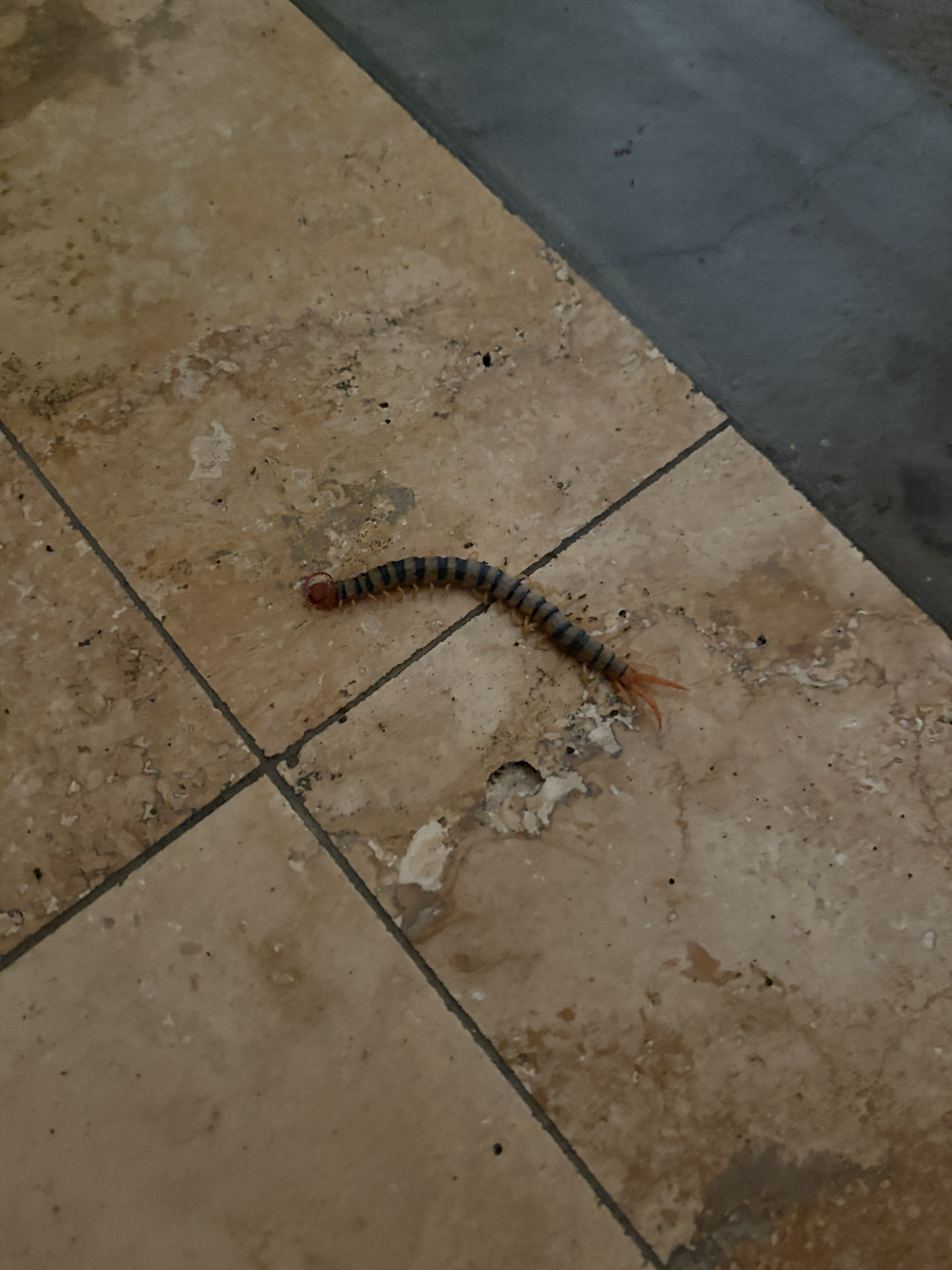 Scolopendra morsitans Linnaeus, 1758