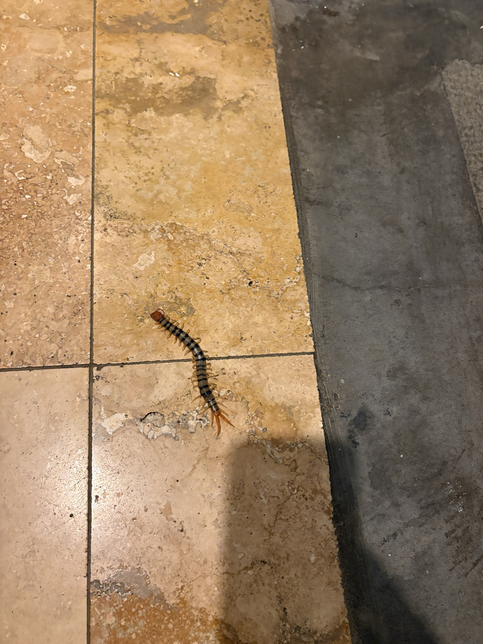 Scolopendra morsitans Linnaeus, 1758