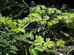 Passiflora serratodigitata