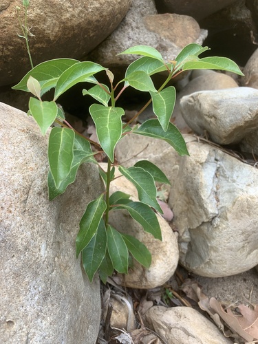 Cinnamomum camphora