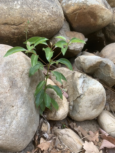 Cinnamomum camphora