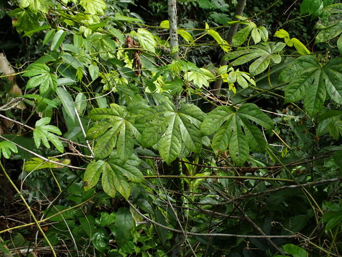Image of Passiflora serratodigitata by (c) Daniel Cahen, some rights reserved (CC BY)