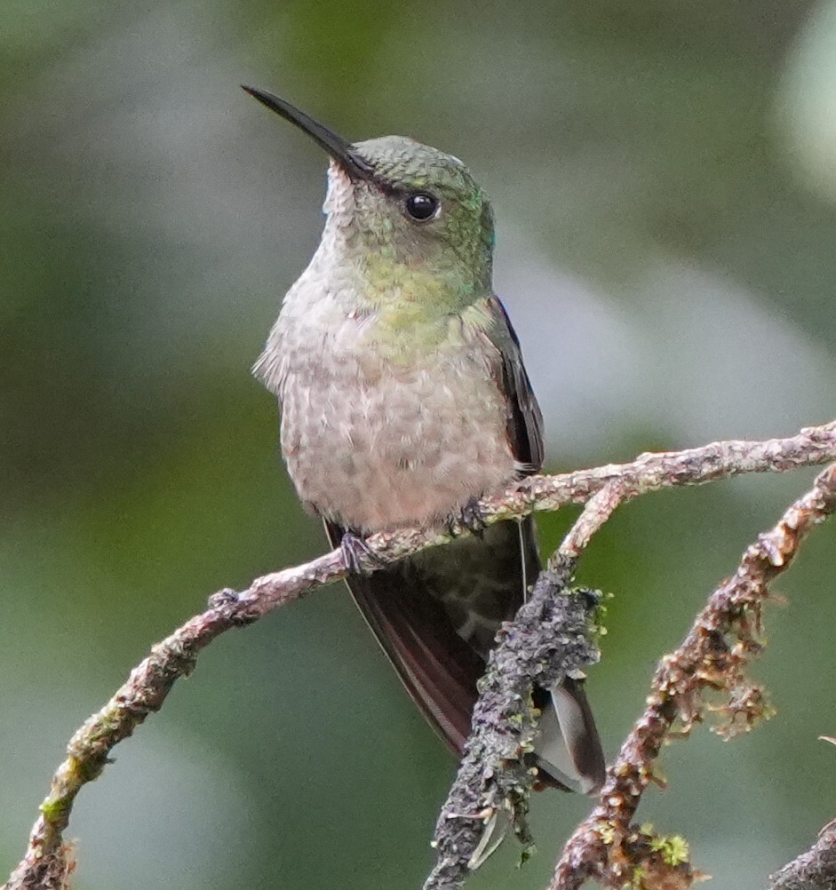 Scaly-breasted Hummingbird (Phaeochroa cuvierii), photo 1