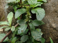 Lepidagathis alopecuroidea
