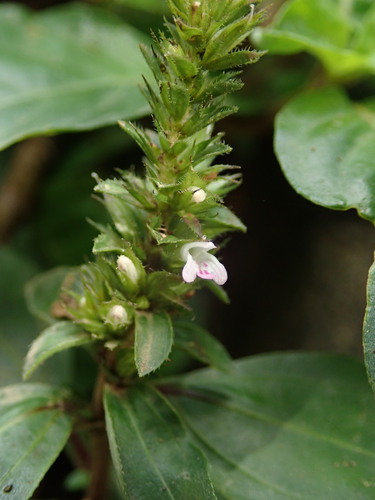 Teliostachya alopecuroidea