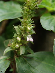 Lepidagathis alopecuroidea