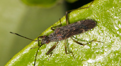 Neopamera neotropicalis