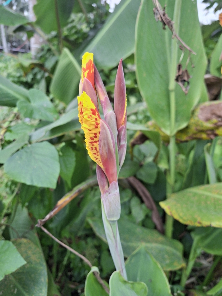 Ngải hoa – Canna hybrida