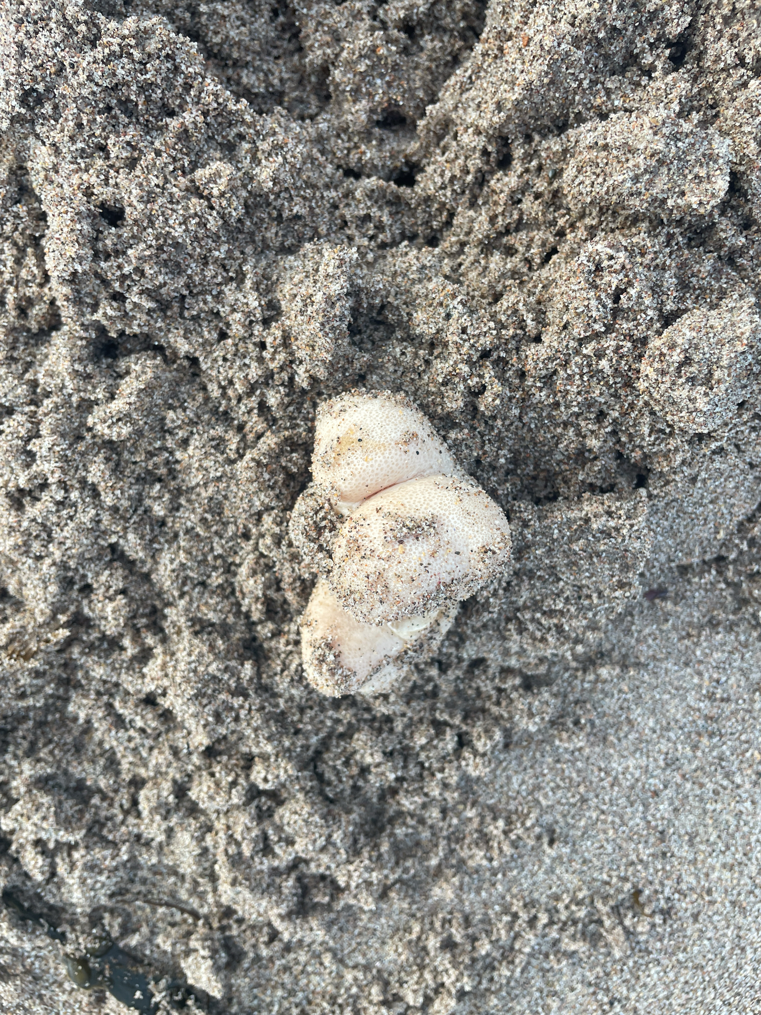 Alcyonium digitatum Linnaeus, 1758