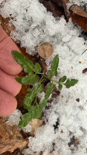 blunt-lobed grapefern (Sceptridium oneidense)