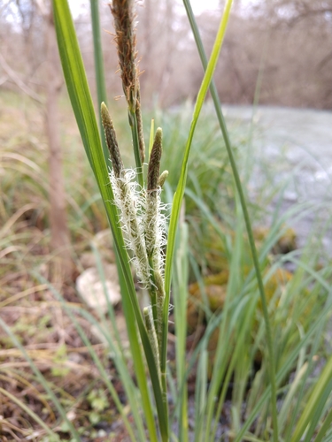 Image of Carex emoryi by (c) Cleveland Powell, some rights reserved (CC BY)