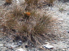 Fimbristylis polytrichoides, photograph author not stated, no rights reserved