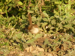 Prinia gracilis